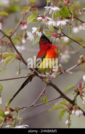 Mrs. Gould's Sunbird (Aethopyga gouldiae), ausgewachsener Mann, Zuchthupfer, in einem Pfirsichbaum, nordwestliche Provinz Yunnan, China, 1. Mai 2011 Stockfoto