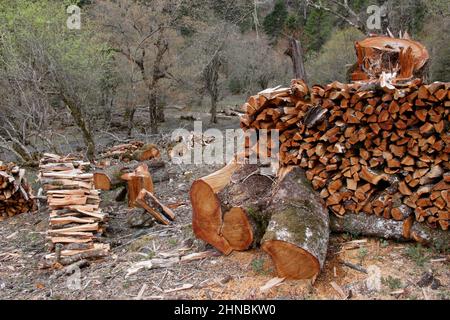 Einheimische Waldbäume, illegal für Brennholz in der Nähe des Dorfes Yubeng, Meili Snow Mountain, nw Yunnan, China, geschnitten 2. Mai 2011 Stockfoto