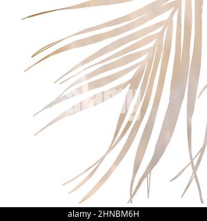 Protea Aquarell rosa Blume auf weiß isoliert Stockfoto