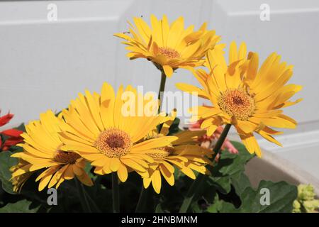 Gelbe Gerbera-Gänseblümchen in einem Blumentopf im Freien. Stockfoto