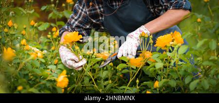 Gärtner schneidet einen Zweig eines Busches mit gelben Rosen. Stockfoto