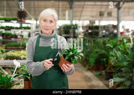 Ältere Verkäuferin, die per Smartphone Barcode auf einer Topfpflanze scannt Stockfoto