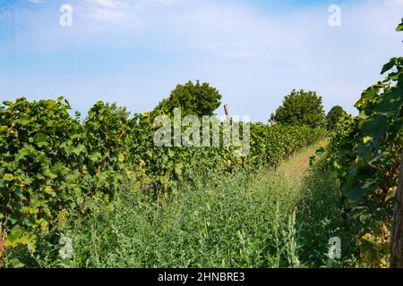 Riesiges Weinanbaugebiet in den Vororten von georgien Stockfoto