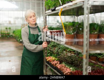 Ältere weibliche Floristin schieben Trolley mit Topfpflanzen im Gartengeschäft Stockfoto