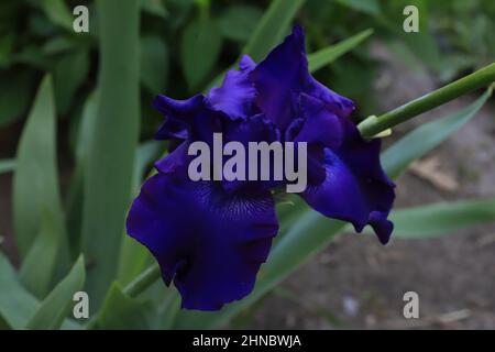 Tiefblaue Iris, die in einem Frühlingsgarten in Taylors Falls, Minnesota, USA, blüht. Stockfoto