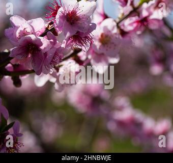 Nahaufnahme der Pfirsichblüte auf den Feldern und Wiesen Stockfoto