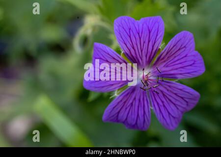 Nahaufnahme einer einzelnen Blüte von purpurnen Kranzschnäbeln in einem Frühlingsgarten in Taylors Falls, Minnesota, USA. Stockfoto