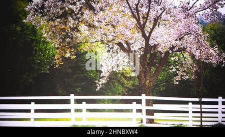 Kirschblütenbäume wiegen sich in der frischen Frühlingsbrise, Blütenblätter flattern, und die wunderschöne Natur- und Waldparklandschaft geben ein erfrischendes Gefühl. Stockfoto