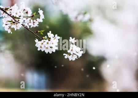 Wunderschöne Kirschblütenbäume in voller Blüte, wunderschöne Blütenblätter flattern im Frühlingswind Stockfoto