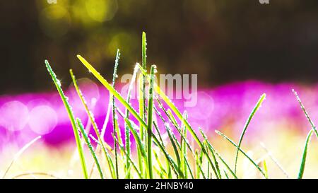 Nachdem der frische Frühlingsregen vergangen ist, werden das grüne Gras und die Blumen wiederbelebt, und das glitzernde Wasser tropft und die wunderschöne Natur. Stockfoto