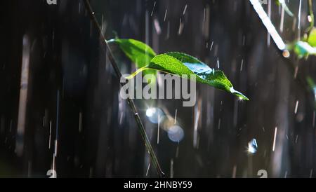 Im Wald fallen Regenschauer auf grüne Blätter, glitzernde Regentropfen und Wassertröpfchen, die im frischen Morgensonnenlicht leuchten Stockfoto