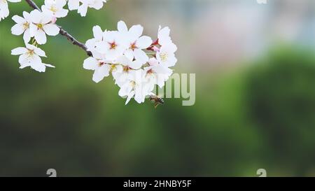 Eine Biene, die Nektar und Pollen aus den schönen und einzigen Frühlingskirschenblüten sammelt Stockfoto