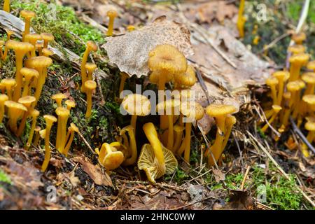 Junge Fruchtkörper von Gelbfuß, Cantharellus tubaeformis in natürlicher Umgebung. Dieser Pilz ist essbar und in Schweden beliebt. Stockfoto