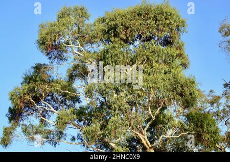 Ein Eukalyptusbaum im Wald bei den Wentworth Falls in den Blue Mountains von Australien Stockfoto