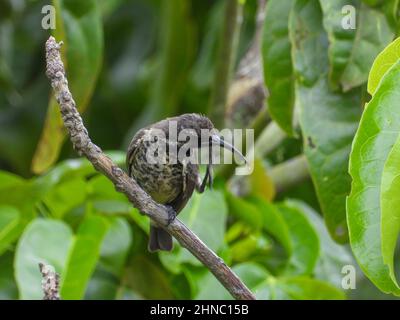 Ein Sonnenvögel, der auf einem Ast sitzt, hat einen guten Kratzer, um Milben loszuwerden Stockfoto