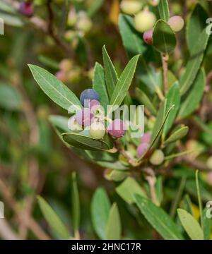 Laub und Früchte des grünen Olivenbaums Phillyrea latifolia subsp. Media. Foto aufgenommen in der Gemeinde Ferreries, Menorca, Spanien Stockfoto