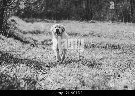 Graustufenaufnahme eines goldenen Retriever, der auf der Wiese läuft Stockfoto