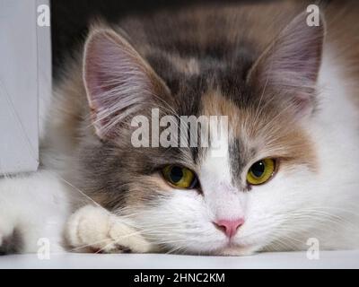 Kleine sibirische Kitty, die auf einer Fensterbank liegt Stockfoto