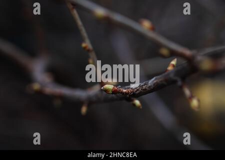 Nahaufnahme einer ungeöffneten kleinen grünen Knospe, die auf einem Apfelbaum-Zweig auf dunklem, unscharfem Hintergrund wächst. Schönheit der Natur. Beginn der erstaunlichen blühenden Jahreszeit. Zeit Stockfoto