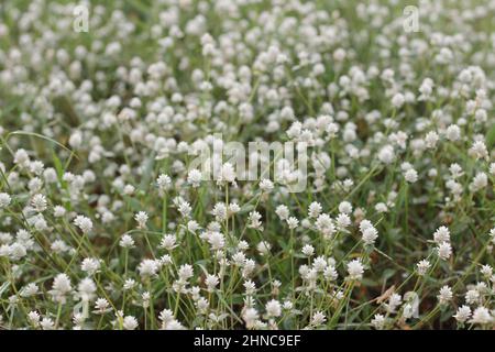 Nahaufnahme von Globe-Amaranth- oder Gomphrena-Globosa-Blumen im Garten Stockfoto
