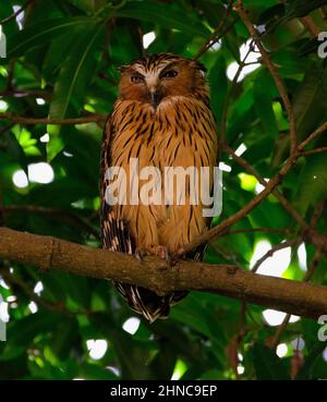 Buffy Fischeule auf einem Baum thront Stockfoto