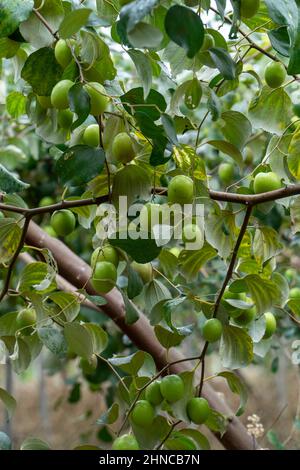 Jujube Bäume in Obstplantagen Stockfoto