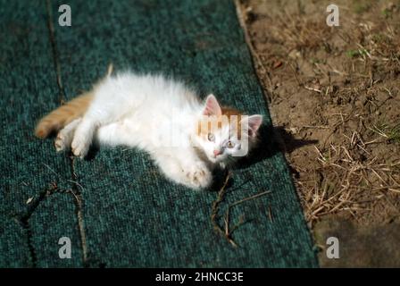 Ein kleines flauschiges Kätzchen liegt auf dem Boden, in einem Dorf Stockfoto