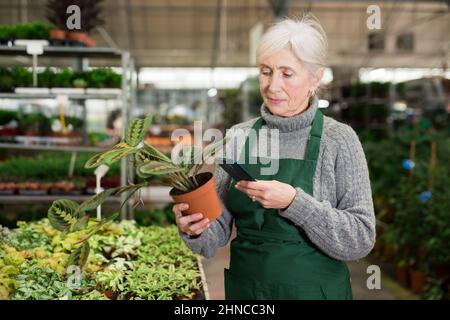Ältere Verkäuferin, die per Smartphone Barcode auf einer Topfpflanze scannt Stockfoto