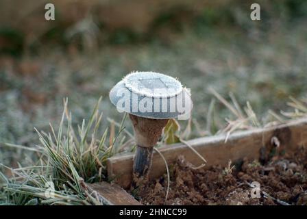 Kleine Garten Laterne mit Frost bedeckt, Herbst Stockfoto
