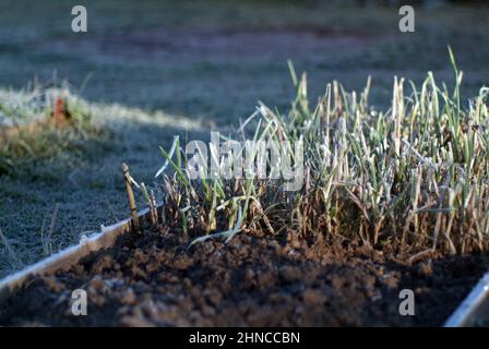 Die Zwiebeln auf dem Bett bedeckt mit Frost, am Morgen Stockfoto