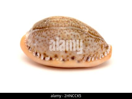 Fauna des Atlantischen Ozeans um Gran Canaria - kleine Kaurimuschel oder Geldmuschel, isoliert Stockfoto