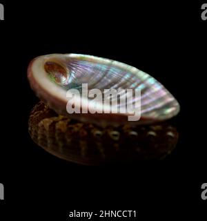 Fauna des atlantischen Ozeans um Gran Canaria - Muscheln von Haliotis tuberculata coccinea, grüner Ormer Stockfoto