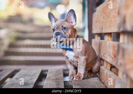 Blau rot fawn Französisch Bulldog Hund Welpen trägt blaue Fliege Stockfoto