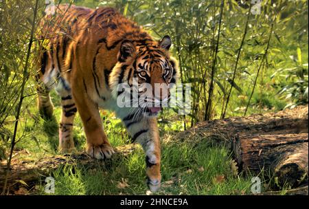 Nahaufnahme des Tigers, der im Dschungel spazierengeht. Stockfoto
