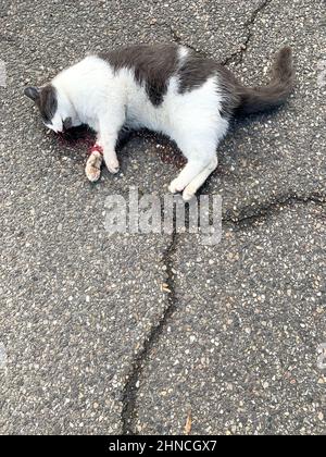Tote Katze auf dem Boden, Lyon, Frankreich Stockfoto