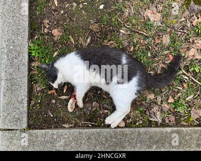 Tote Katze auf dem Boden, Lyon, Frankreich Stockfoto