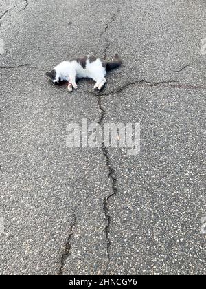 Tote Katze auf dem Boden, Lyon, Frankreich Stockfoto