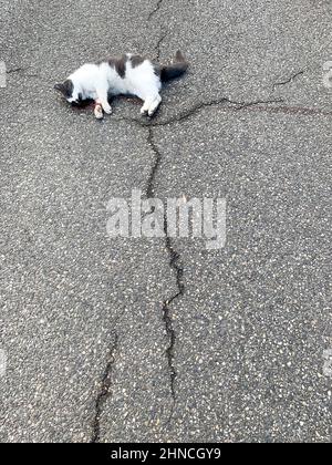 Tote Katze auf dem Boden, Lyon, Frankreich Stockfoto