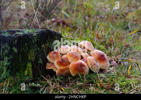 Gruppe von Pilzen, Steinkappe auch als Kastanienpilz bekannt, auf einem verfaulenden Baumstumpf Stockfoto