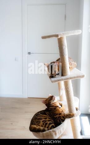 Porträt einer niedlichen bengalkatzen, Nahaufnahme. Katze im Innenraum. Tiere und Lifestyle-Konzept Stockfoto