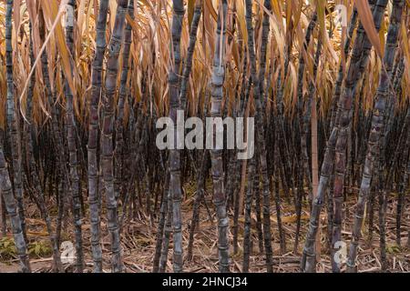 Reifes Zuckerrohr, das in der Plantage angebaut wird Stockfoto