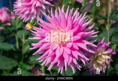 Foto von schönen Blumen Dahlia Stockfoto