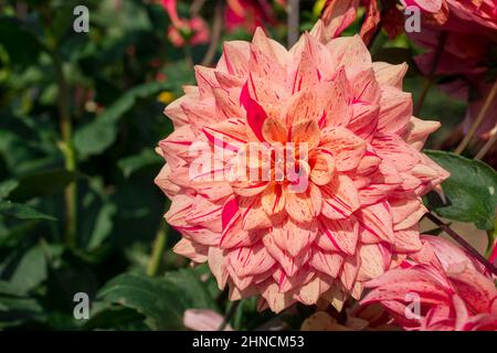 Foto von schönen Blumen Dahlia Stockfoto