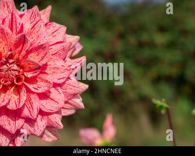 Foto von schönen Blumen Dahlia Stockfoto