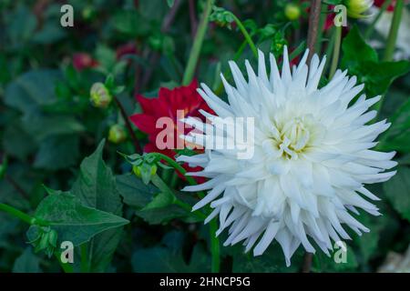 Foto von schönen Blumen Dahlia Stockfoto