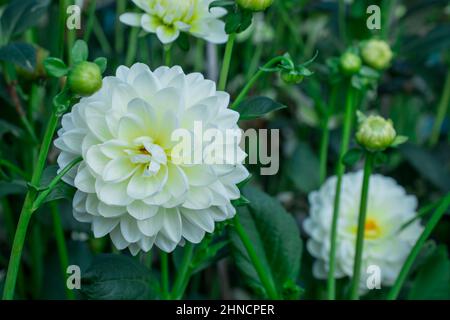 Foto von schönen Blumen Dahlia Stockfoto