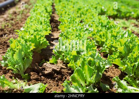 Wachsender grüner Salat Stockfoto