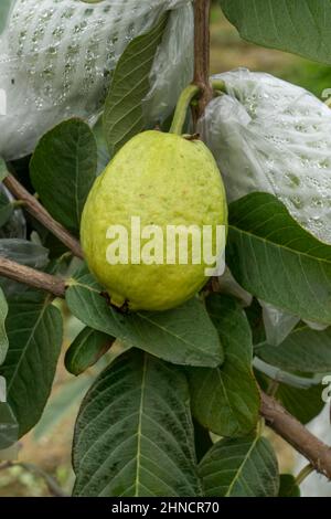 Guaven wachsen in Obstgärten Stockfoto