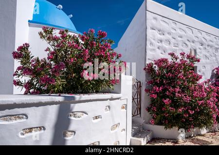 Pano Koufonisi, Griechenland. Traditionelle weißgetünchte orthodoxe Kirche mit blauer Kuppel, rosa Oleander-Baum auf dem Hof. Ano Koufonisi, Reiseziel Kykladen Stockfoto