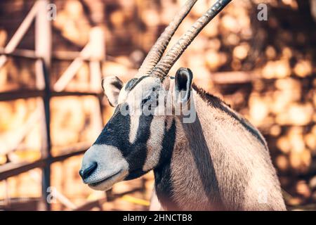 Gemsbok-Antilope oder Oryx Gazelle Nahaufnahme des gehörnten Tieres. Stockfoto